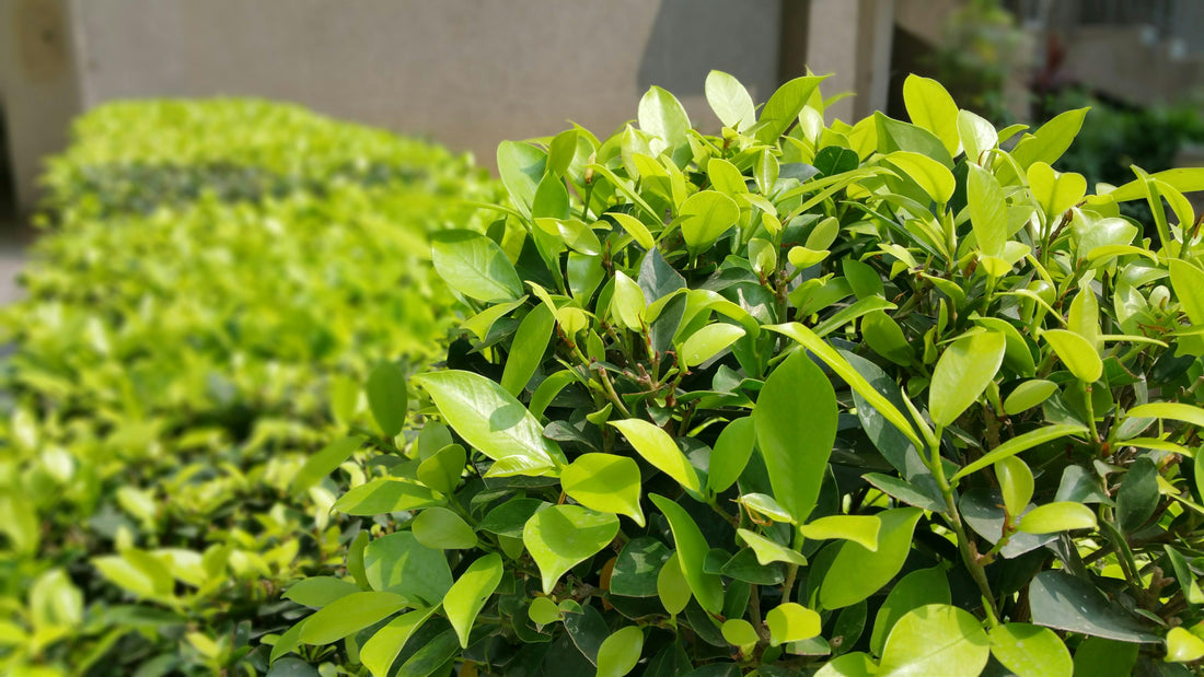 Grow Your Outdoor Oasis: Grass, Trees & Shrubs Seeds from VestaMarket.pl