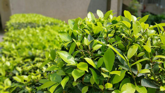 Grow Your Outdoor Oasis: Grass, Trees & Shrubs Seeds from VestaMarket.pl