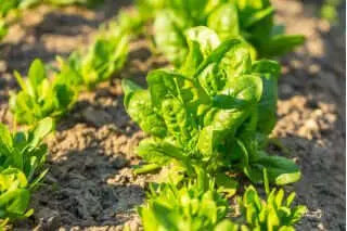 10 g BIO Organic Winterreuzen Spinach seeds - Vesta Market