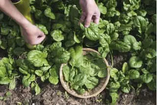 10 g BIO Organic Winterreuzen Spinach seeds - Vesta Market