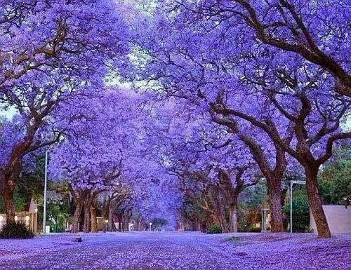500 Princess Tree seeds Tomentosa Empress Princess - Vesta Market