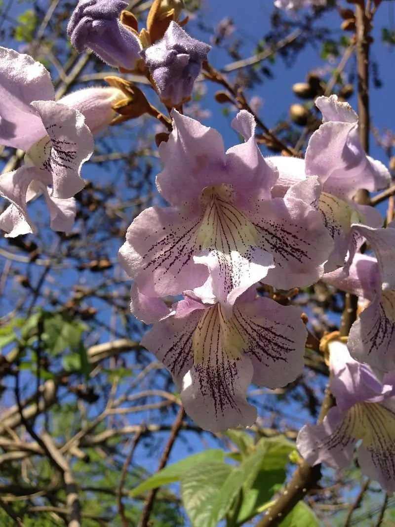 500 Princess Tree seeds Tomentosa Empress Princess - Vesta Market