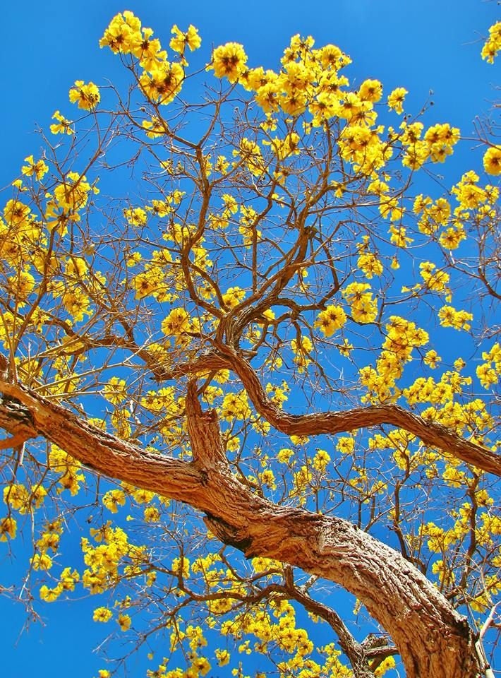 Tabebuia Chrysantha Yellow 5 seeds Vesta Market