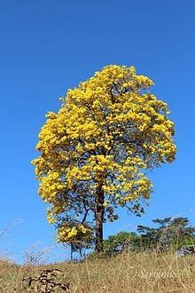 Tabebuia Chrysantha Yellow 5 seeds Vesta Market