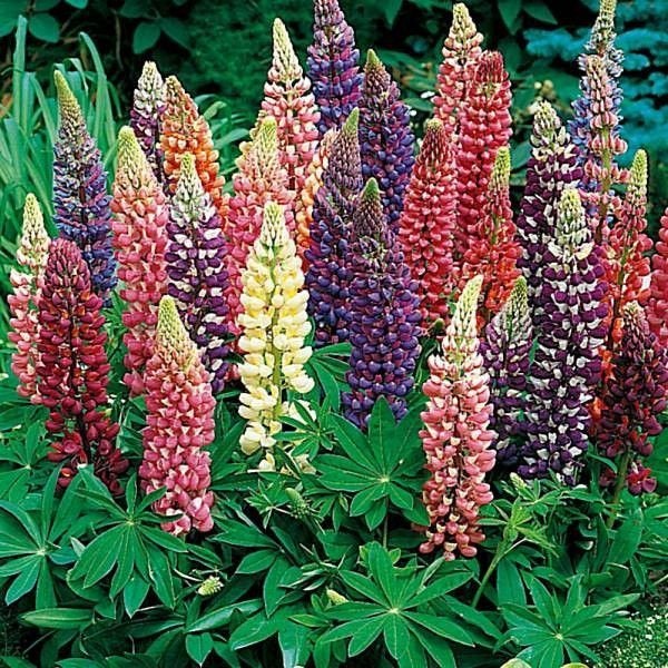 Beautiful Persistent Lupine plant 50 seeds - Vesta Market