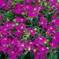 Lobelia Erinus carmine-red 400 seeds Hot Pink, White or Blue - Vesta Market