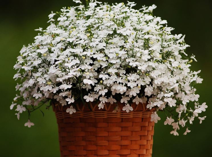 Lobelia Erinus carmine-red 400 seeds Hot Pink, White or Blue - Vesta Market