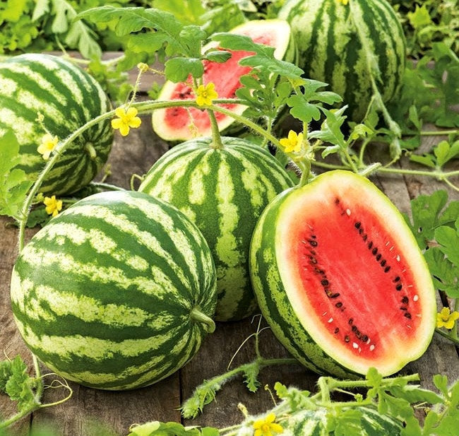 Watermelon Crimson Sweet 20 Seeds Vesta Market