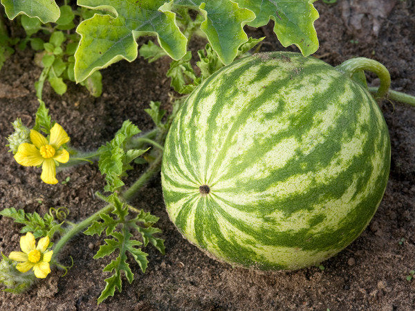 Watermelon Crimson Sweet 20 Seeds Vesta Market