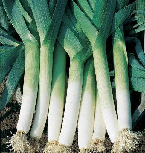 Leek Blauwgroene Winter 100 Seeds - Vesta Market