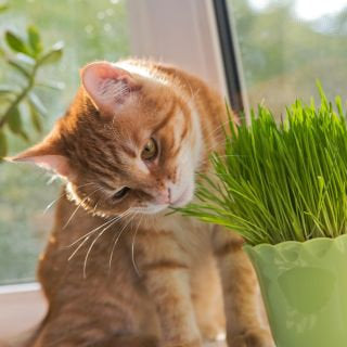 Grass for Cats - Green food 500 seeds - Vesta Market