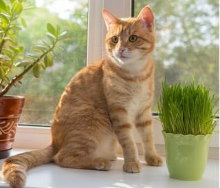 Grass for Cats - Green food 500 seeds - Vesta Market