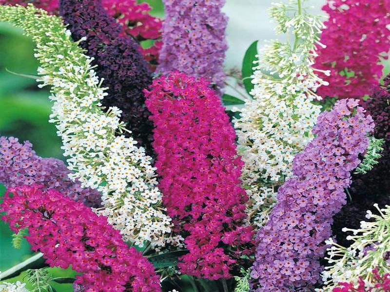 Budleja Flower Mixed Colors 20 Seeds - Vesta Market