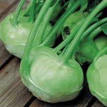 Kohlrabi Bohemia F1 20 Seeds - Vesta Market