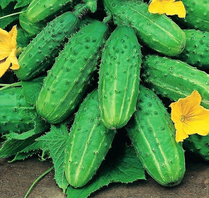 Cucumber Cancelka 50 Seeds - Vesta Market