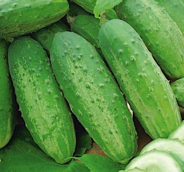 Cucumber Cancelka 50 Seeds - Vesta Market