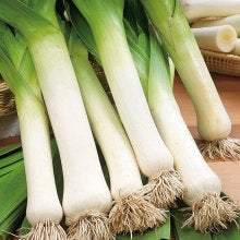 Leek Herbstriesen 2 100 Seeds - Vesta Market