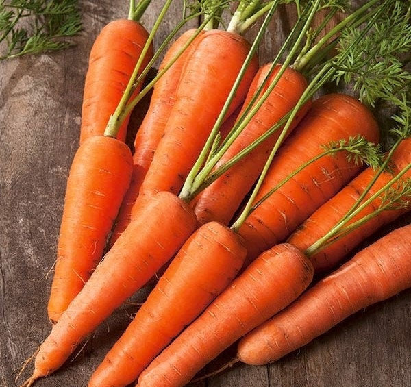 Nantes 3 Carrot 400 Seeds - Vesta Market