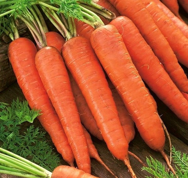 Karlena Carrot 1000 Seeds - Vesta Market