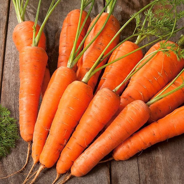 Chantenay Carrot 1000 seeds - Vesta Market