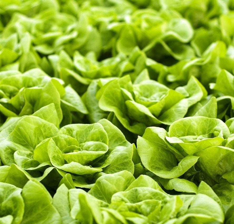 Lettuce Queen of May 200 seeds - Vesta Market