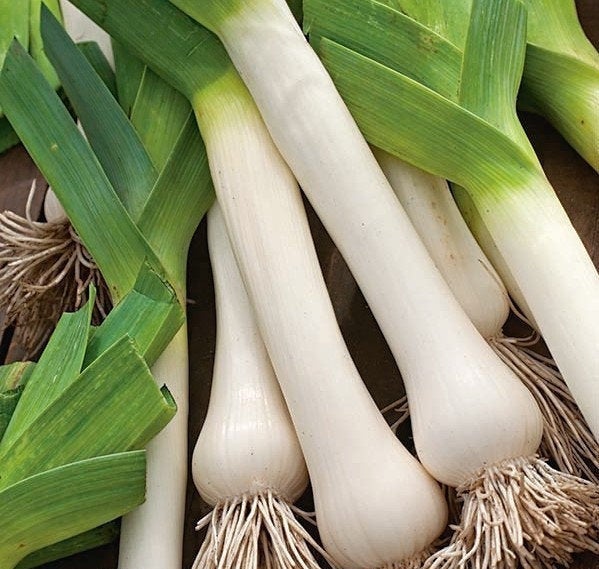 Leek TITUS 100 seeds - Vesta Market