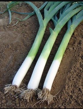 Leek TITUS 100 seeds - Vesta Market
