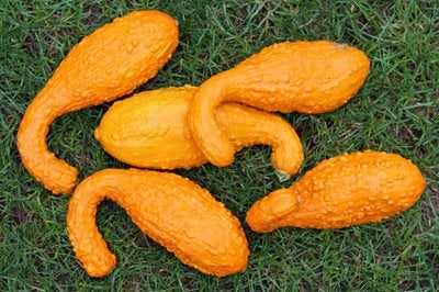 Decorative Yellow Crookneck Pumpkin 10 seeds - Vesta Market