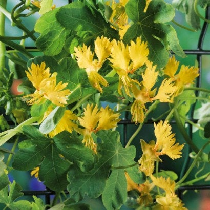 Canarybird Vine 40 Seeds - Vesta Market