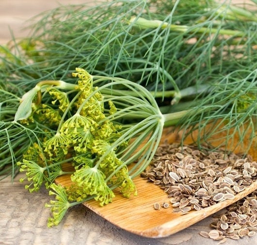 Turquoise Dill 5 grams 1000 Seeds Vesta Market