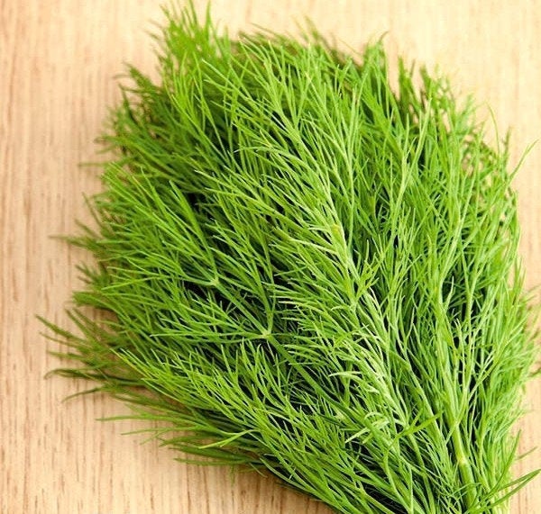 Turquoise Dill 5 grams 1000 Seeds Vesta Market