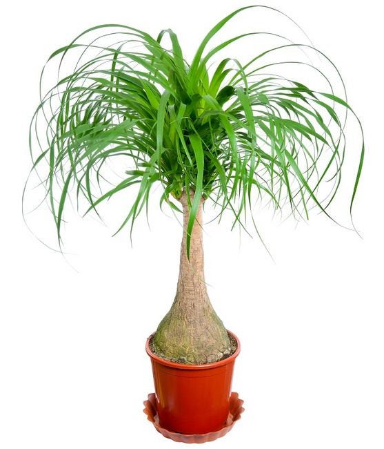 Ponytail Palm 7 seeds - Vesta Market