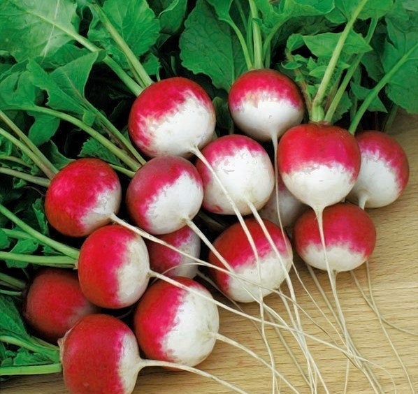 Radish Caro 5000 seeds - Vesta Market