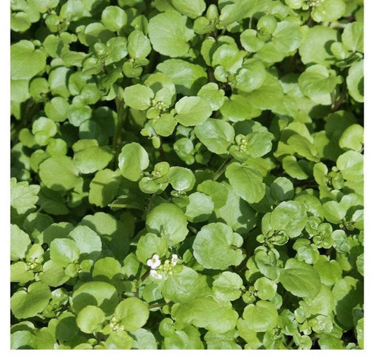 Watercress 200 seeds Vesta Market