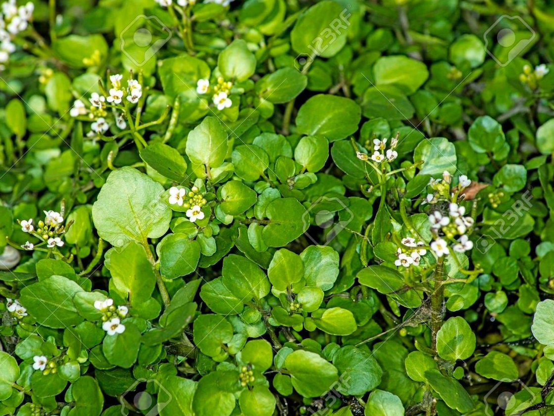 Watercress 200 seeds Vesta Market
