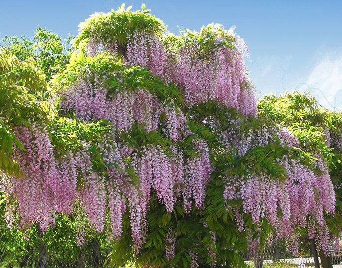 Wisteria Sinensis 1 seed Vesta Market