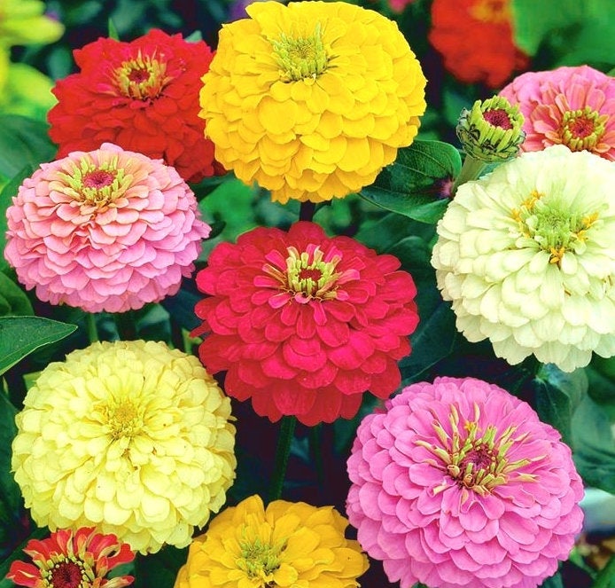 Elegant Zinnia Seeds - Vesta Market