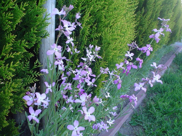 Night-Scented Stock Seeds - Vesta Market