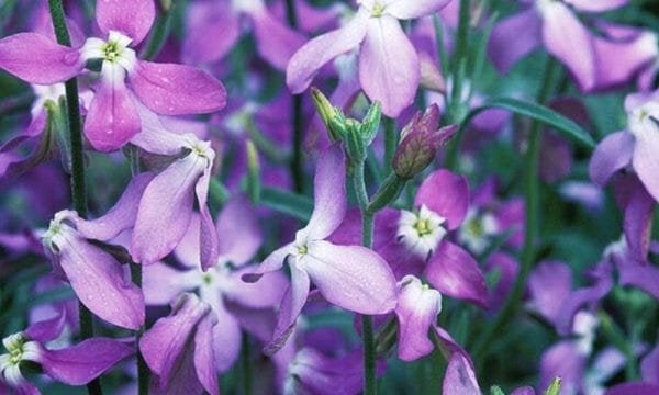 Night-Scented Stock Seeds - Vesta Market