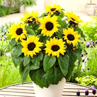 Polino Cola Potted Sunflower 50 Seeds - Vesta Market