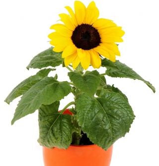 Polino Cola Potted Sunflower 50 Seeds - Vesta Market