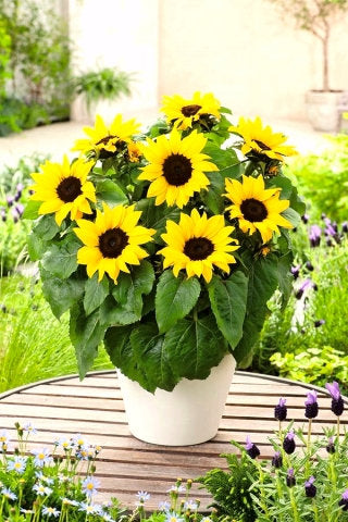 Polino Cola Potted Sunflower 50 Seeds - Vesta Market