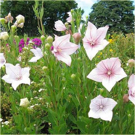 Platycodon 100 seeds - Vesta Market