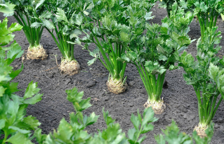 Celery Nugget 200 Seeds Vesta Market