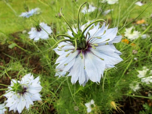 Black Cumin Nigella sativa 500 seeds - Vesta Market