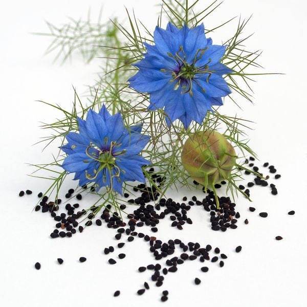 Black Cumin Nigella sativa 500 seeds - Vesta Market