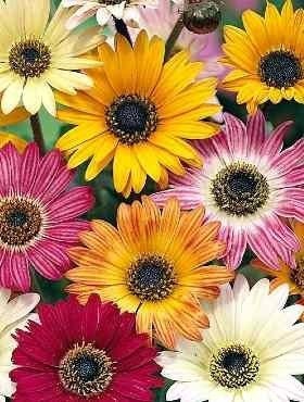 Arktotis, Bear's Ear mixed colors 300 seeds - Vesta Market