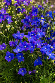 300 seeds Large-leaved Siberian Larkspur - Blue - Vesta Market