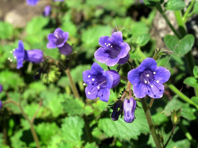 Bellflower Phacelia Flower Seeds - Vesta Market