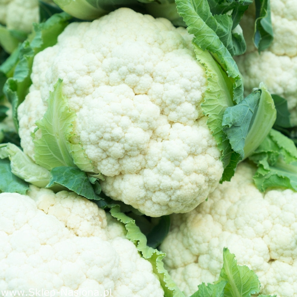 Cauliflower Delta seeds - Vesta Market